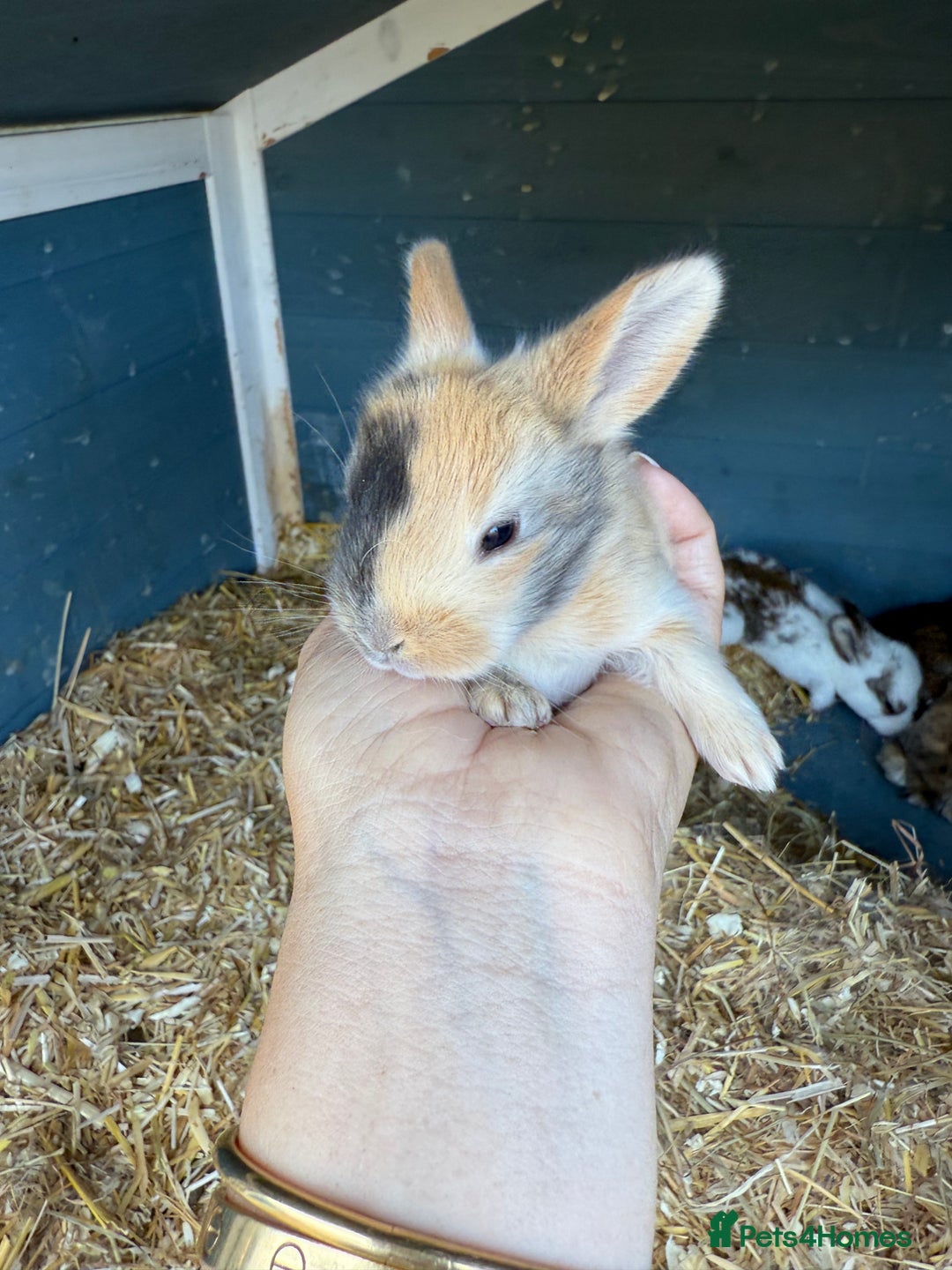 Harlequin rabbits for sale: Harlequin Baby rabbits for sale   - Image 14