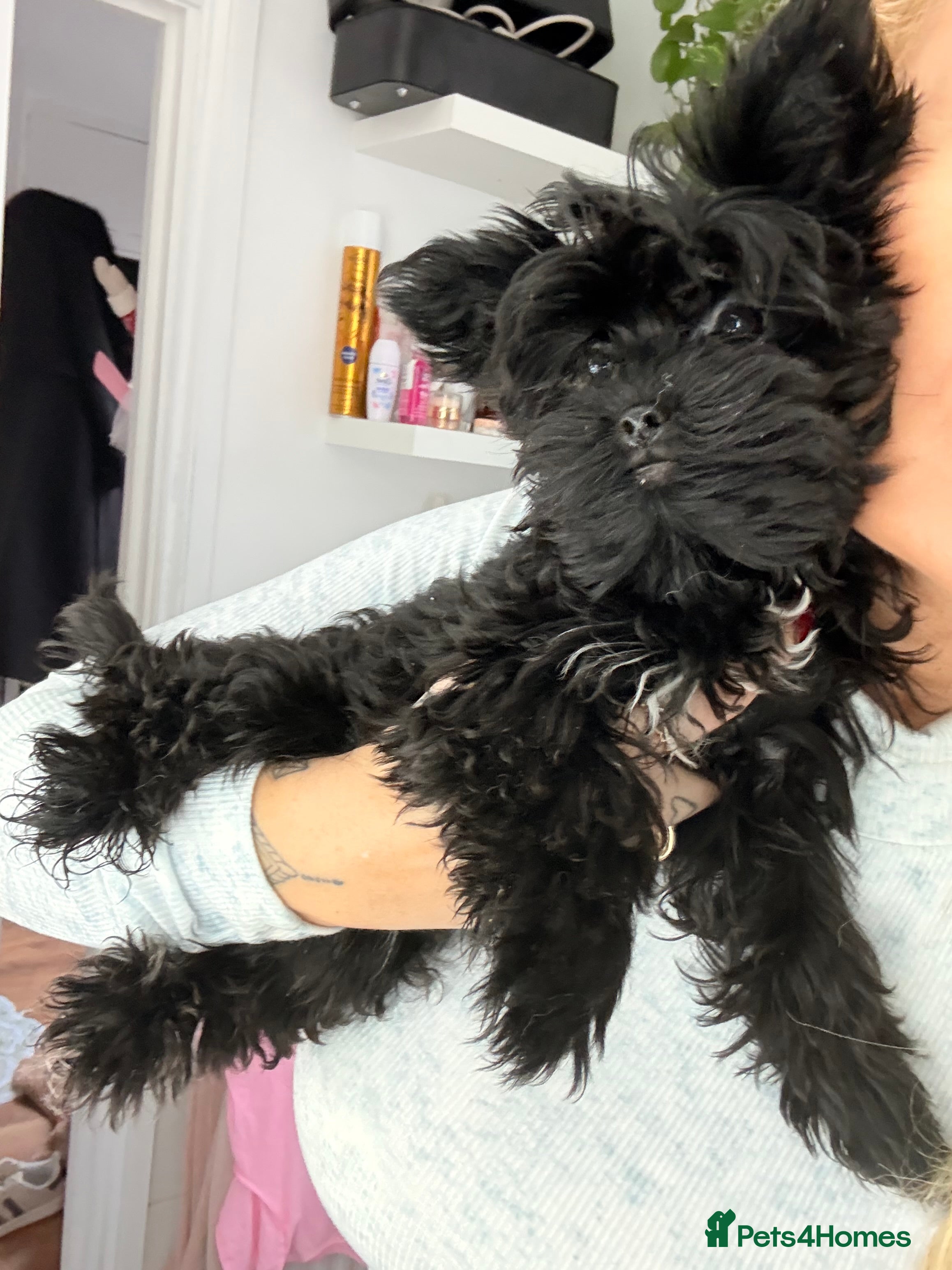 Yorkshire Terrier dogs 🖤Beautiful girl  ready to leave 🖤 - Advert 9