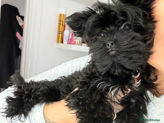 Yorkshire Terrier dogs 🖤Beautiful girl ready to leave 🖤 - Advert 9