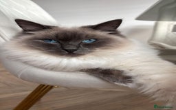 Ragdoll cats for sale: Male Ragdoll for sale - Image 16