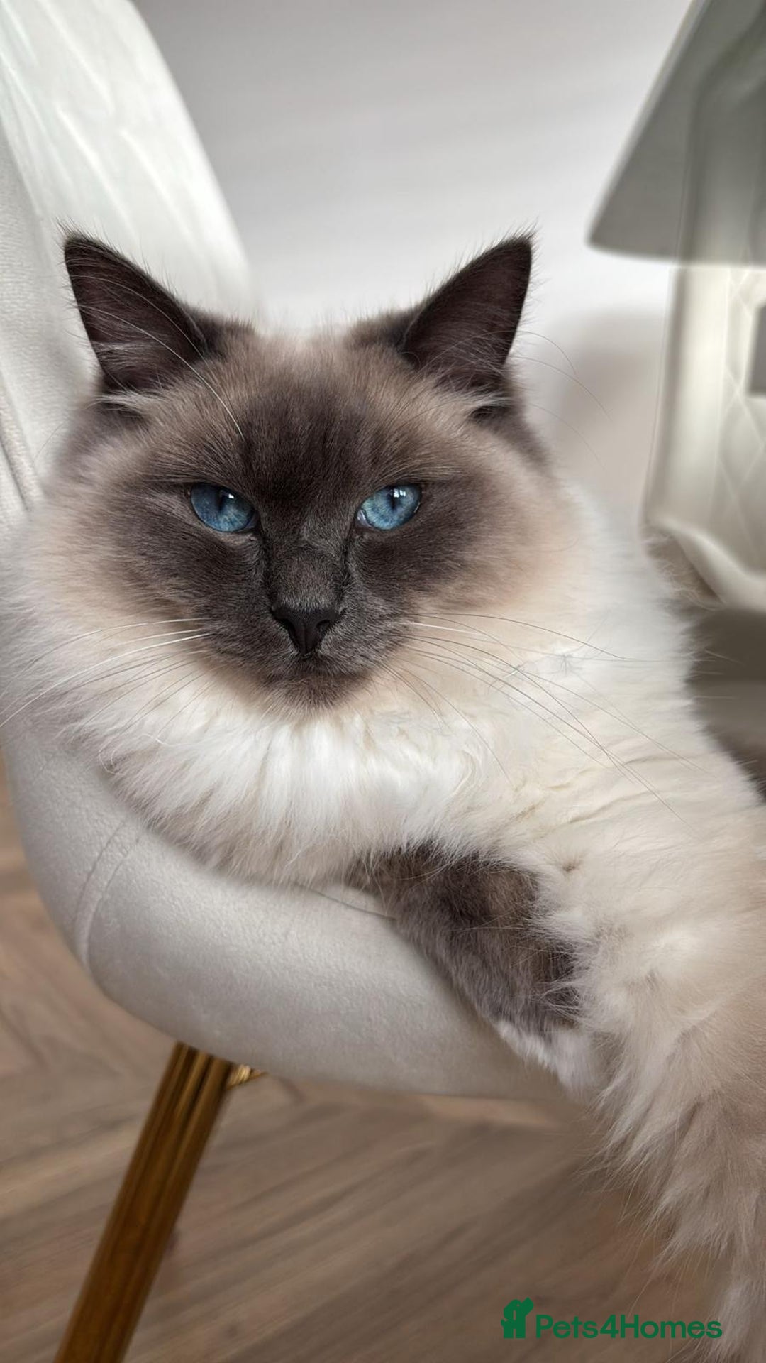 Ragdoll cats for sale: Male Ragdoll for sale - Image 16