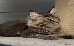 Maine Coon cats for sale: XL maine coon kittens Russia bloodlines Ready Now - Image 4