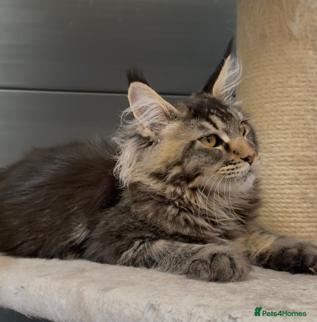Maine Coon cats for sale: XL maine coon kittens Russia bloodlines Ready Now - Image 4