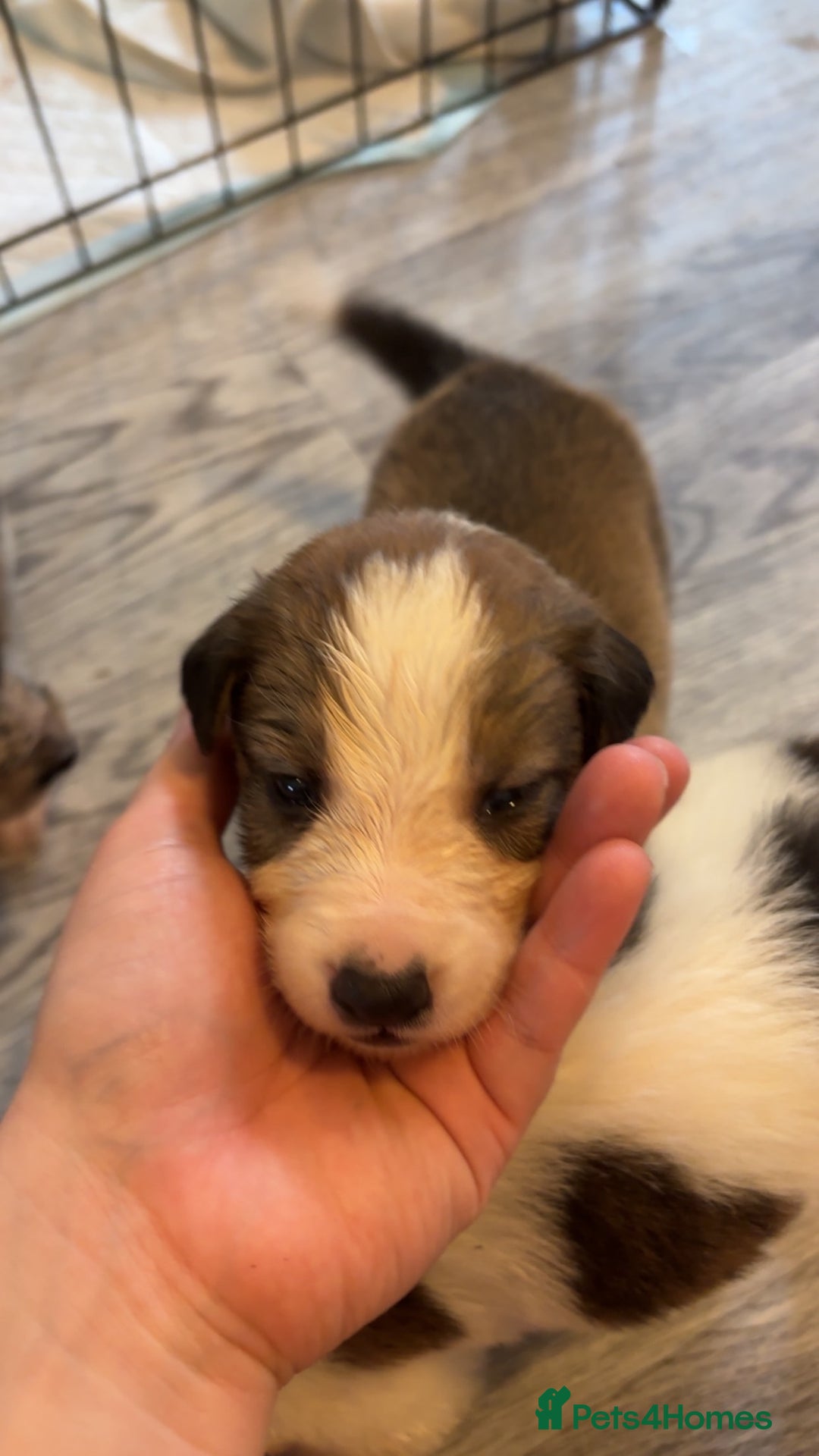 Mixed Breed dogs for sale: Lurcher pups  - Image 6