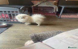 Pomeranian dogs for sale: Gorgeous pure white kc-reg Girl  - Image 3