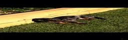 Dachshund dogs for sale: Dachshund puppy for sale  - Advert 2