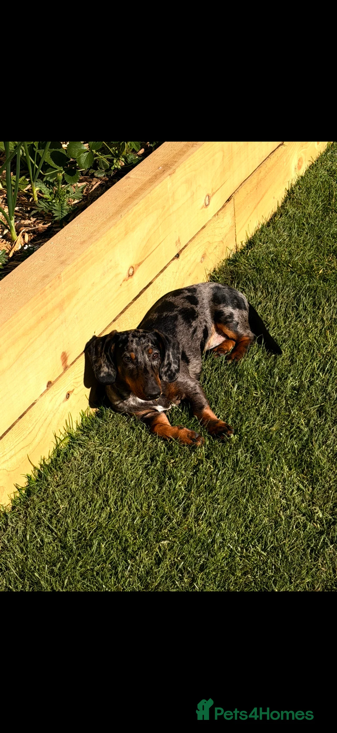 Dachshund dogs for sale: Dachshund puppy for sale  - Advert 2