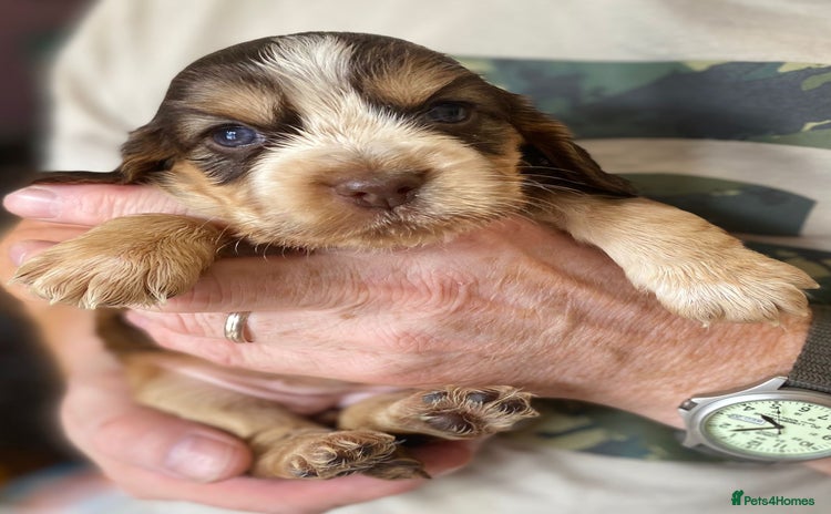 Cocker Spaniel dogs - Advert 12
