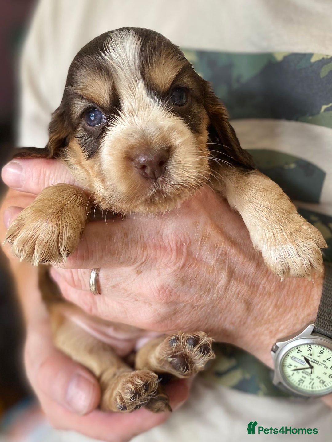 Cocker Spaniel dogs for sale: Stunning KC Reg Cocker Spaniel Pups Choco/Black - Image 1
