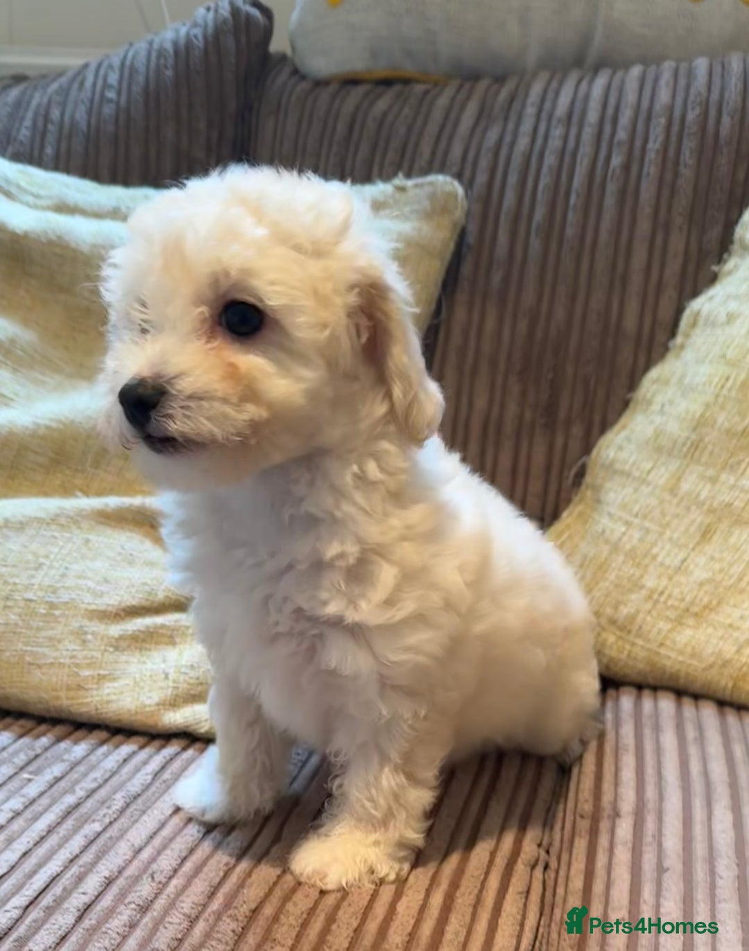 Maltipoo dogs for sale: Fully dna tested Maltipoos  - Image 17