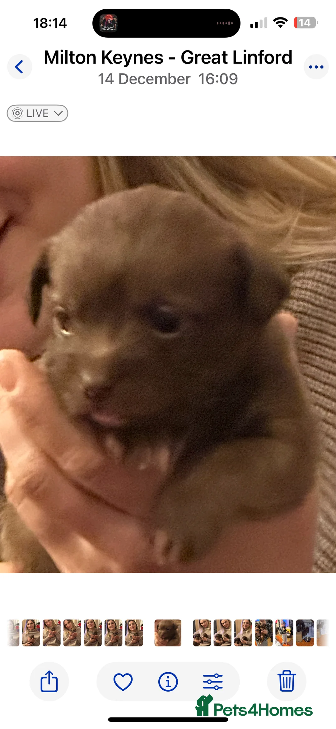 Chihuahua dogs for sale: X2 Gorgeous Chihuahua little ladies - Advert 12