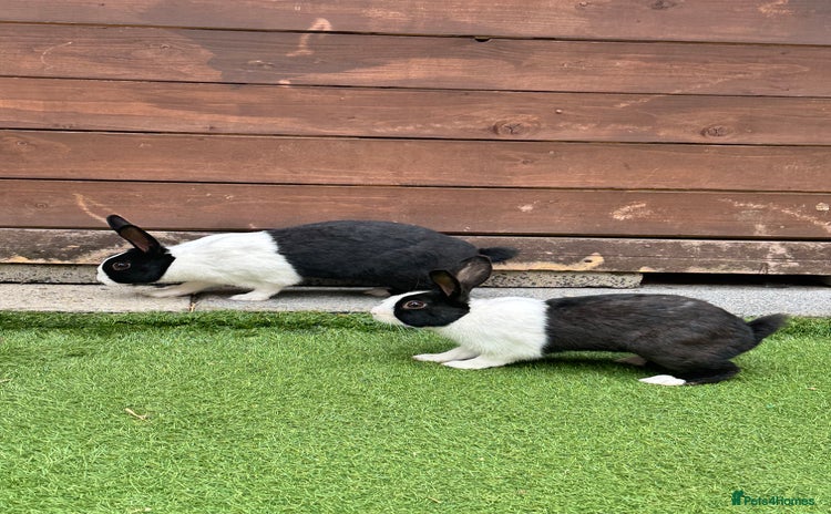 Dutch rabbits - Advert 4