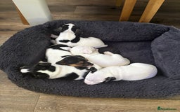 Jack Russell dogs for sale: jack Russell puppies for sell  - Image 6
