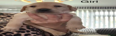 Labrador Retriever 5