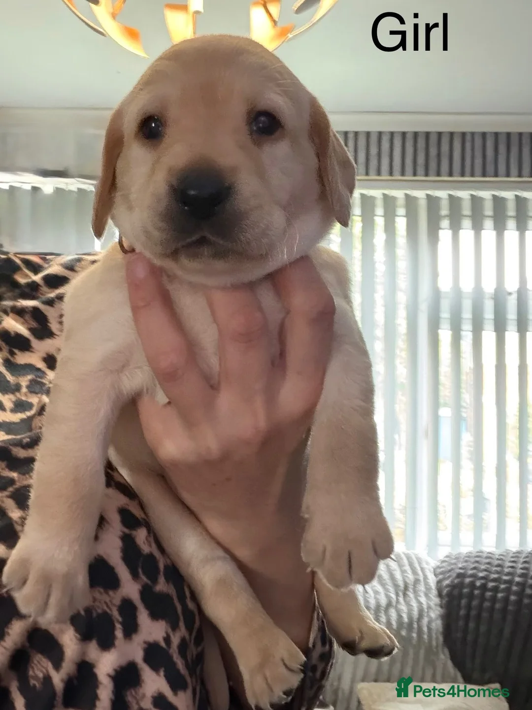Labrador Retriever dogs for sale: KC REGISTERED LABRADOR PUPPIES ❤️ - Advert 14