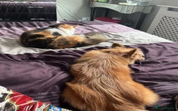 Pomeranian dogs for sale: Beautiful Pomeranian Girl - Image 5