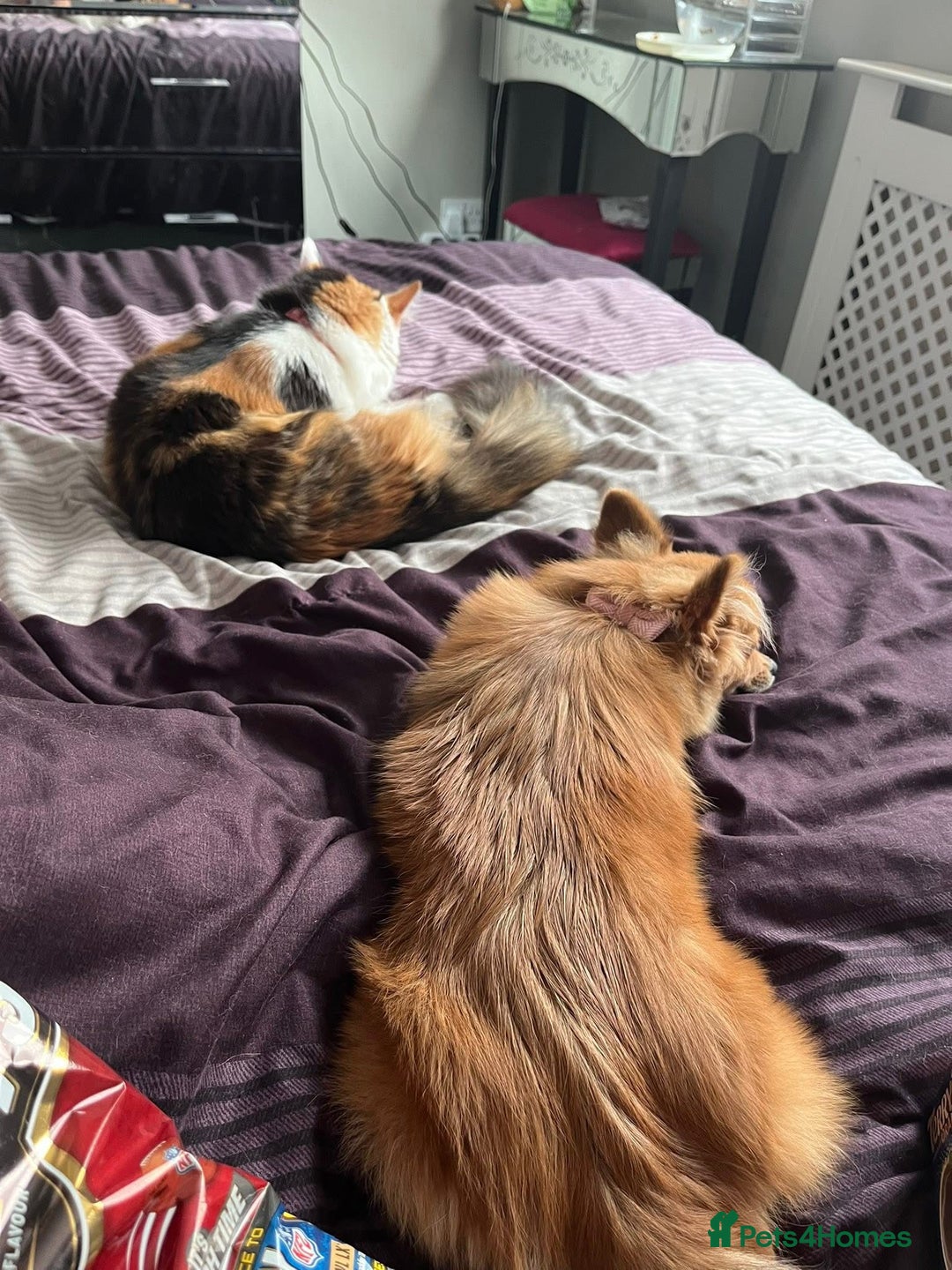 Pomeranian dogs for sale: Beautiful Pomeranian Girl - Image 5