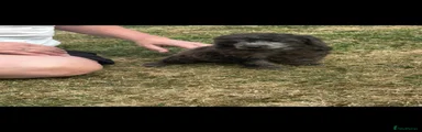 Miniature Poodle 8