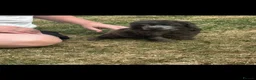 Miniature Poodle dogs for sale: Miniature poodle puppies - Advert 11