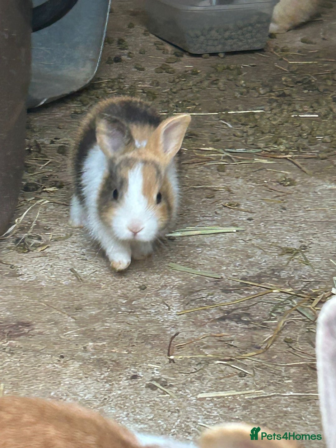 Tri Coloured Dutch rabbits for sale: Tricoloured Dutch Rabbits - Image 8