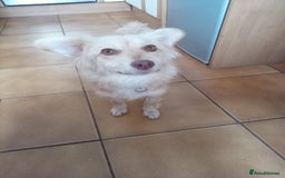 Mixed Breed dogs for adoption: Meet Poppet, currently residing in South Wales - Image 5