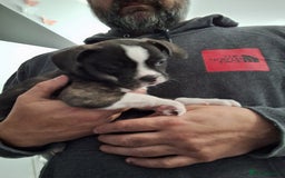 Mixed Breed dogs for sale: Frenchie chihuahua ( bullhuahua) - Image 10