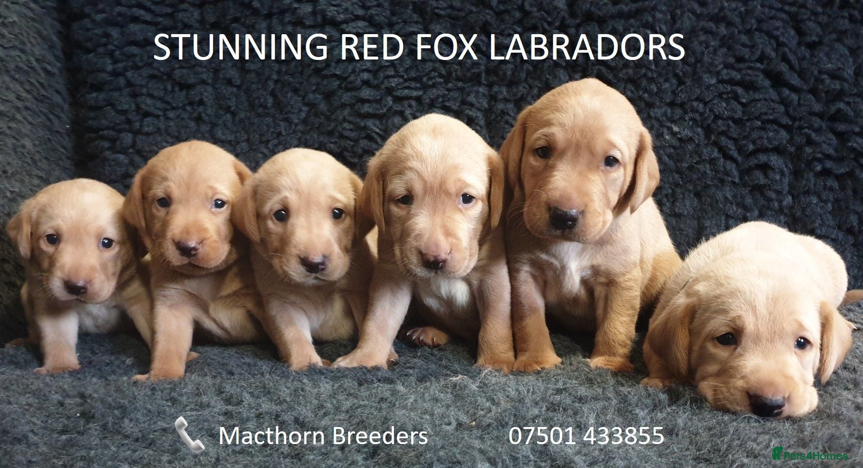 Labrador Retriever dogs Stunning Red Fox Labs-Health checked, KC Reg, FTCH - Advert 5