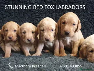 Labrador Retriever dogs Stunning Red Fox Labs-Health checked, KC Reg, FTCH - Advert 5
