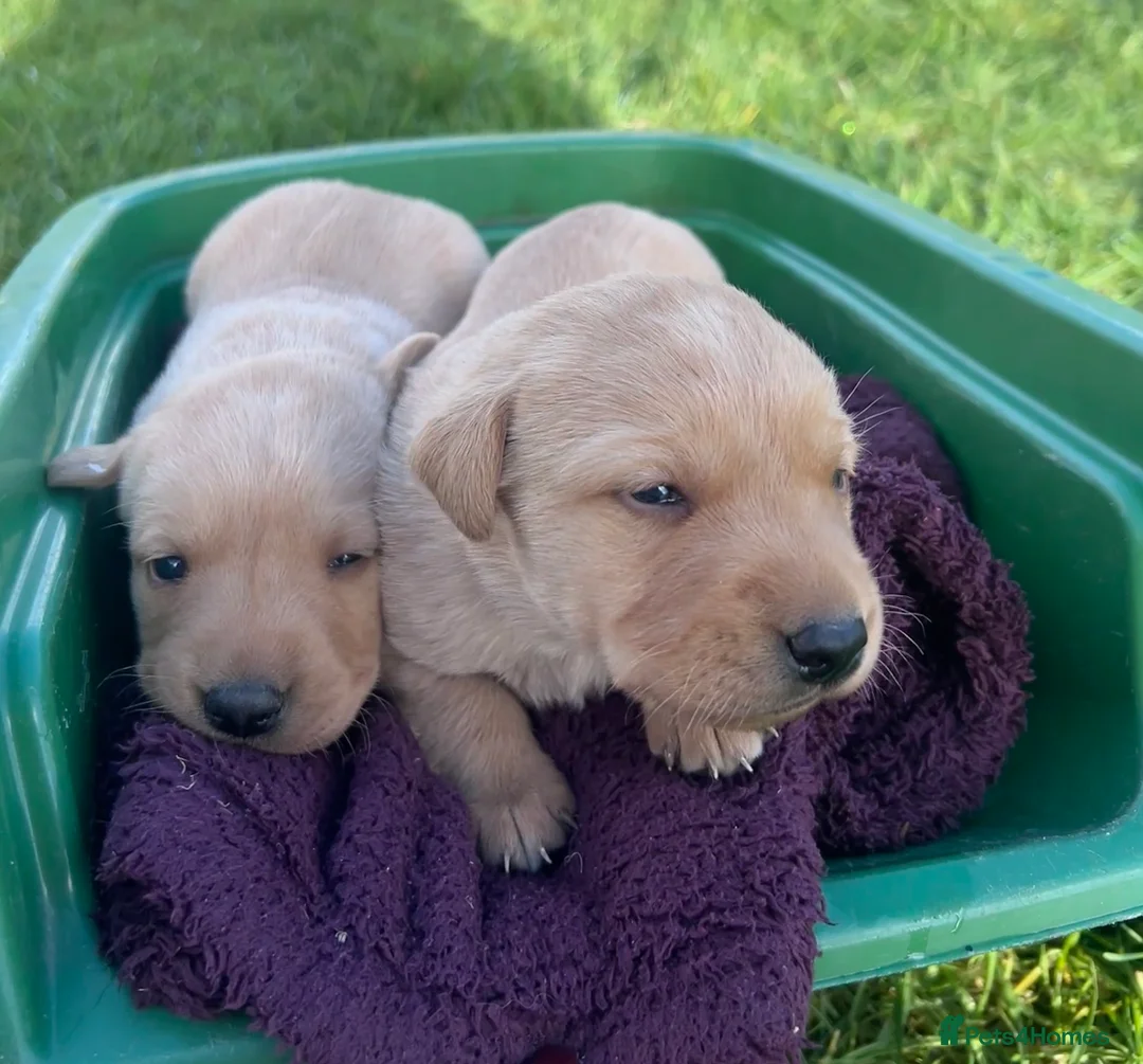 Labrador Retriever dogs for sale: Labrador Puppies - Advert 13