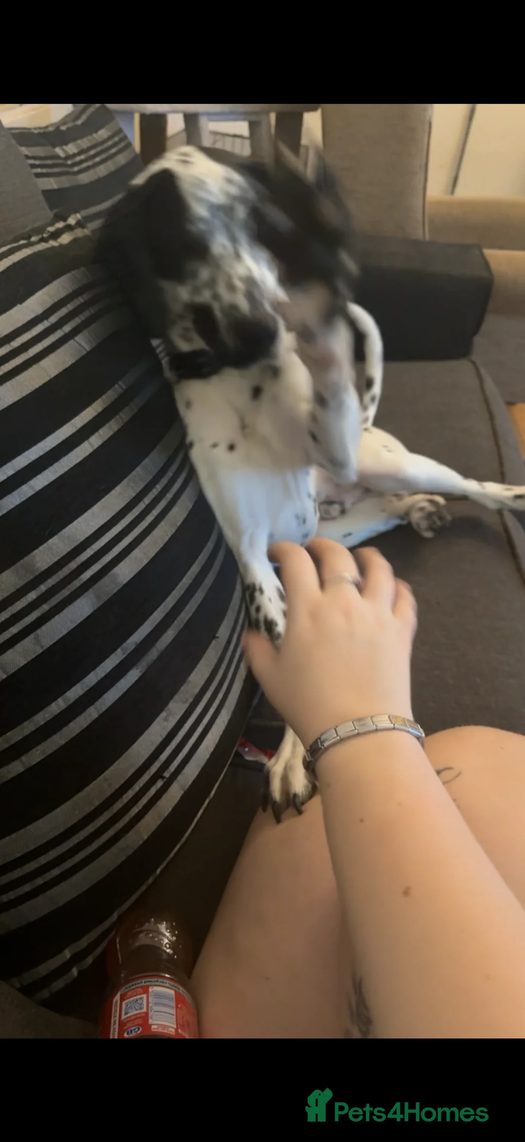 Mixed Breed dogs for sale: 9 month old dalmation x cocker spaniel - Advert 4