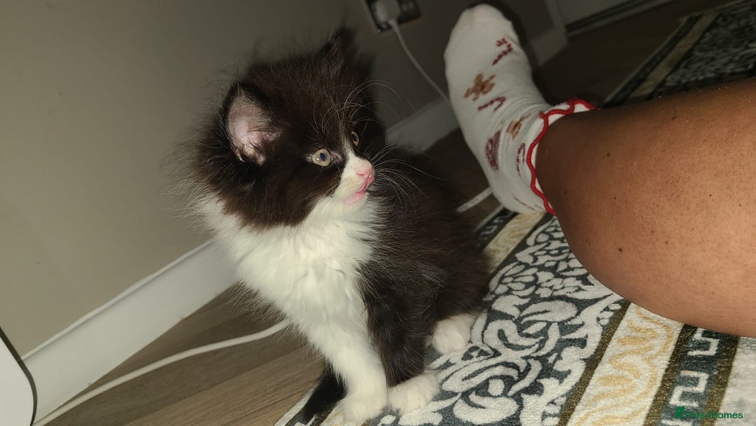 Mixed Breed cats for sale: 4 beautiful kittens  - Advert 5