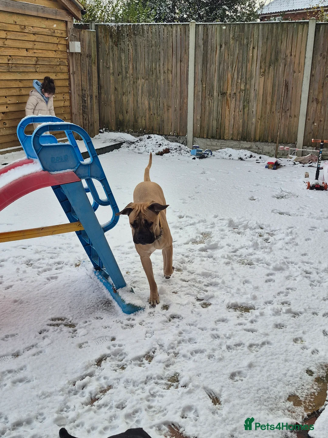 Cane Corso dogs for sale: Female cane corso for rehoming - Advert 2