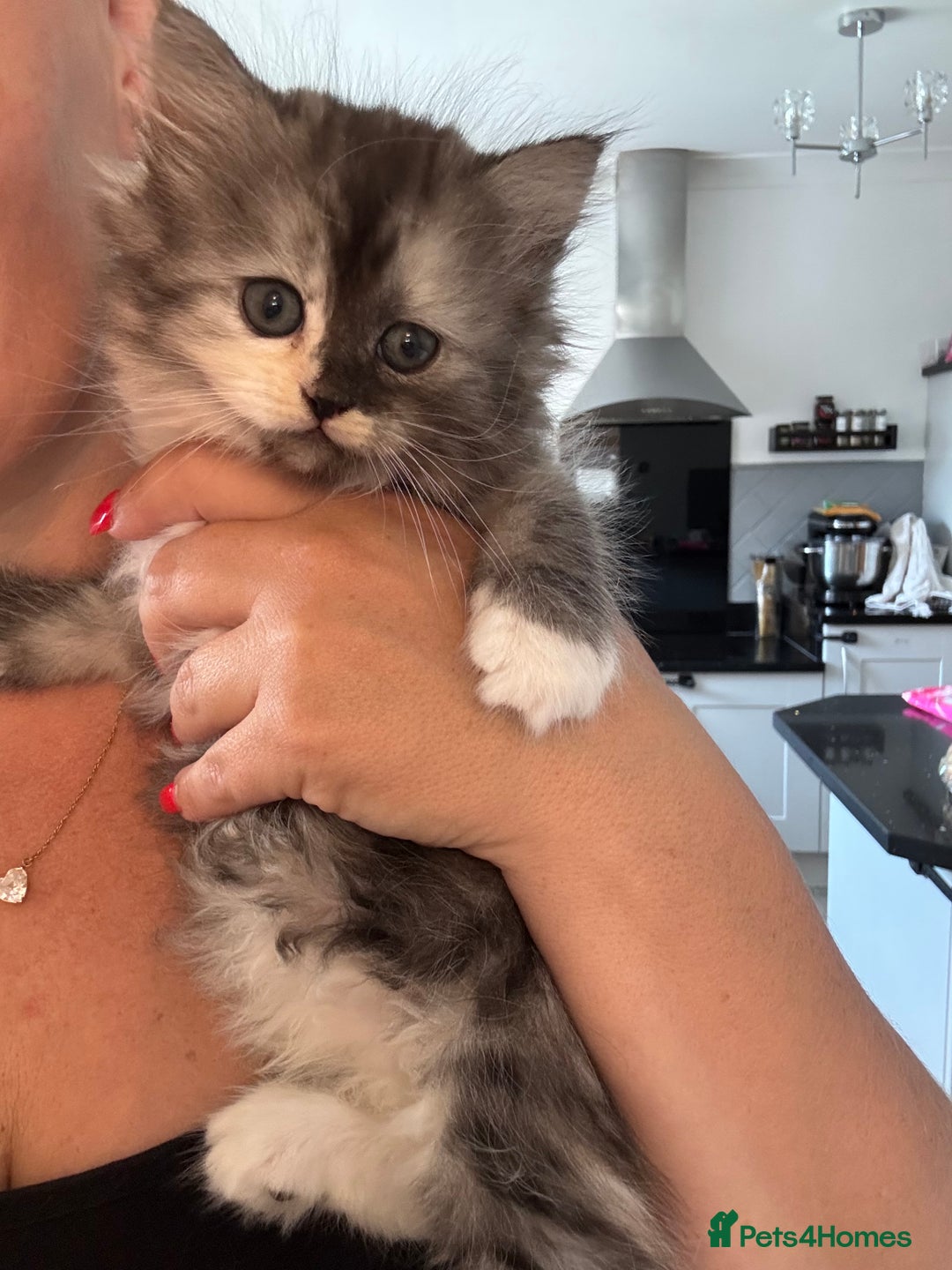 Persian cats for sale: Persian kittens  - Image 34