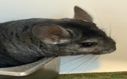 Chinchilla rodents for sale: 2 bonded male chinchillas - Image 13