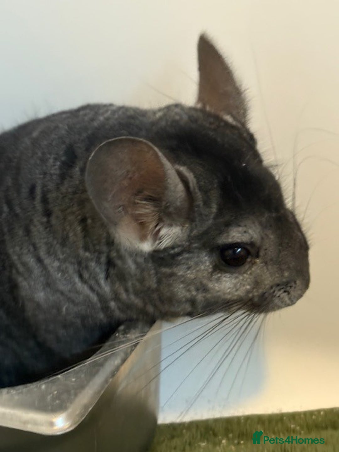 Chinchilla rodents for sale: 2 bonded male chinchillas - Image 13