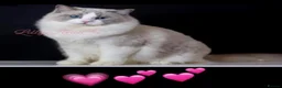 Ragdoll cats for sale: 🌟TICA🌟Champion Ragdoll🏆🏆🏆 - Advert 11