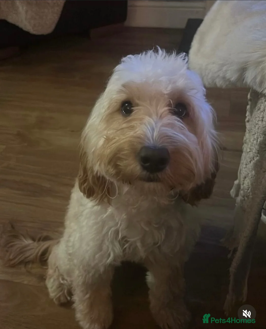 Cockapoo dogs for sale: Stunning cockapoo puppies in Beccles - Advert 2