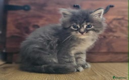 Maine Coon cats for sale: Champion Line Maine Coons –Rare, Fluffy, Gorgeous! - Image 8