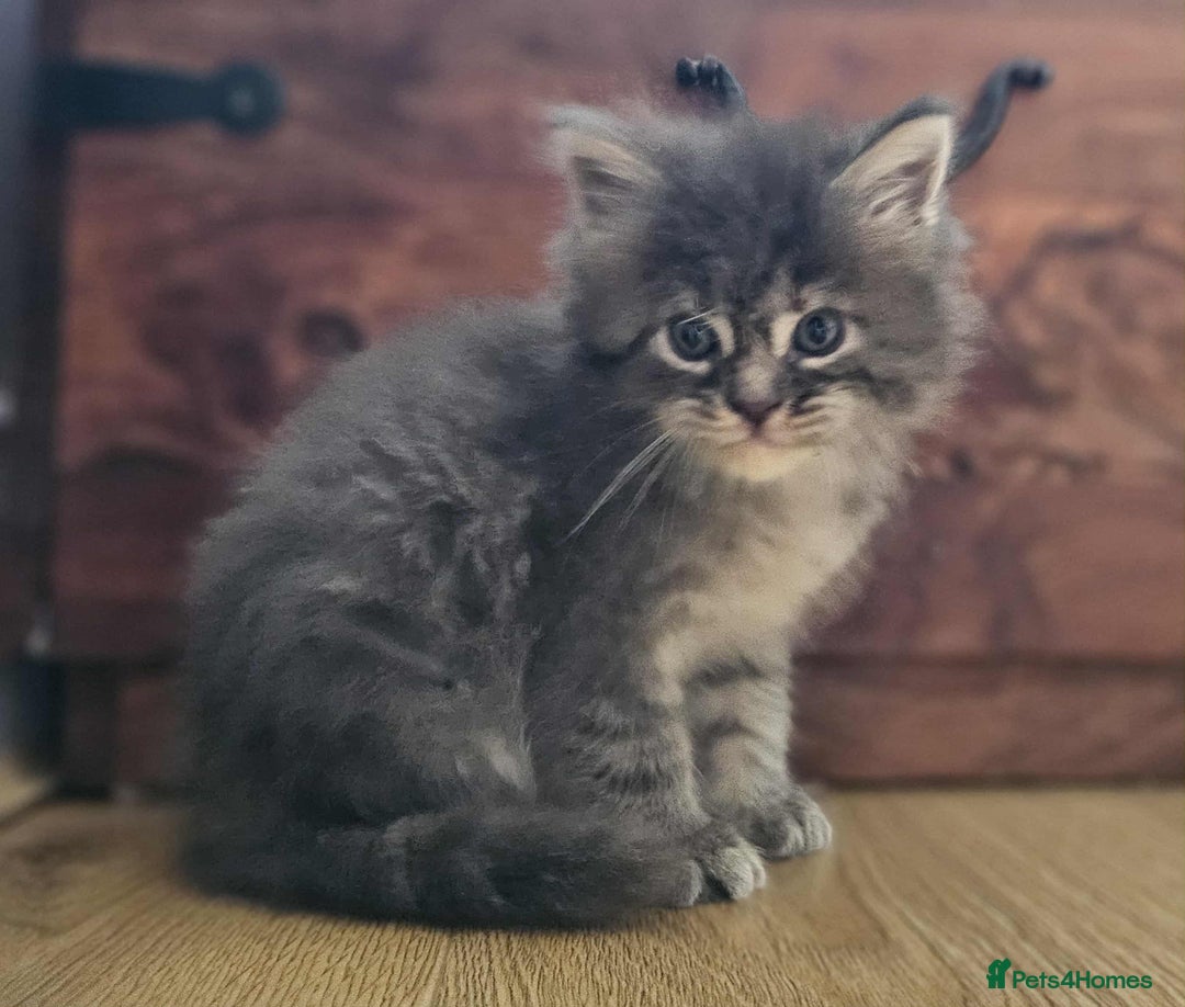 Maine Coon cats for sale: Champion Line Maine Coons –Rare, Fluffy, Gorgeous! - Image 8