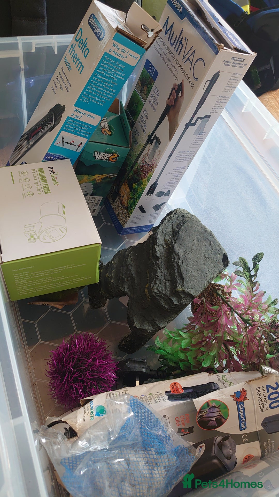 Turtle reptiles for sale: 2x Musk Turtle (Females) & Set Up - Image 12