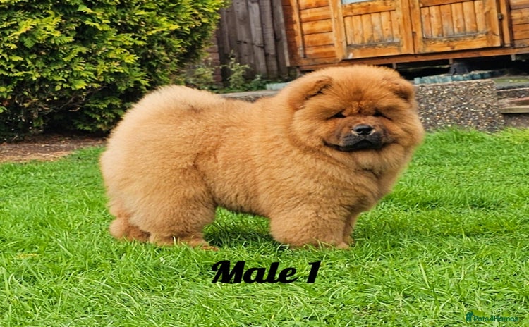 Chow Chow dogs - Advert 1
