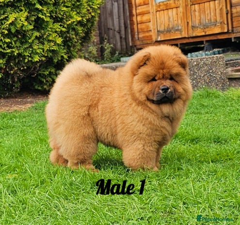 Chow Chow dogs - Advert 1