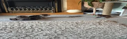 Mixed Breed cats for sale: Lovely tabby kittens  - Advert 9