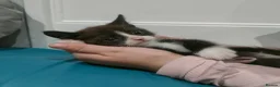 Mixed Breed cats for sale: Kittens 3 Boys and 2 Girls  in Leicester - Advert 9