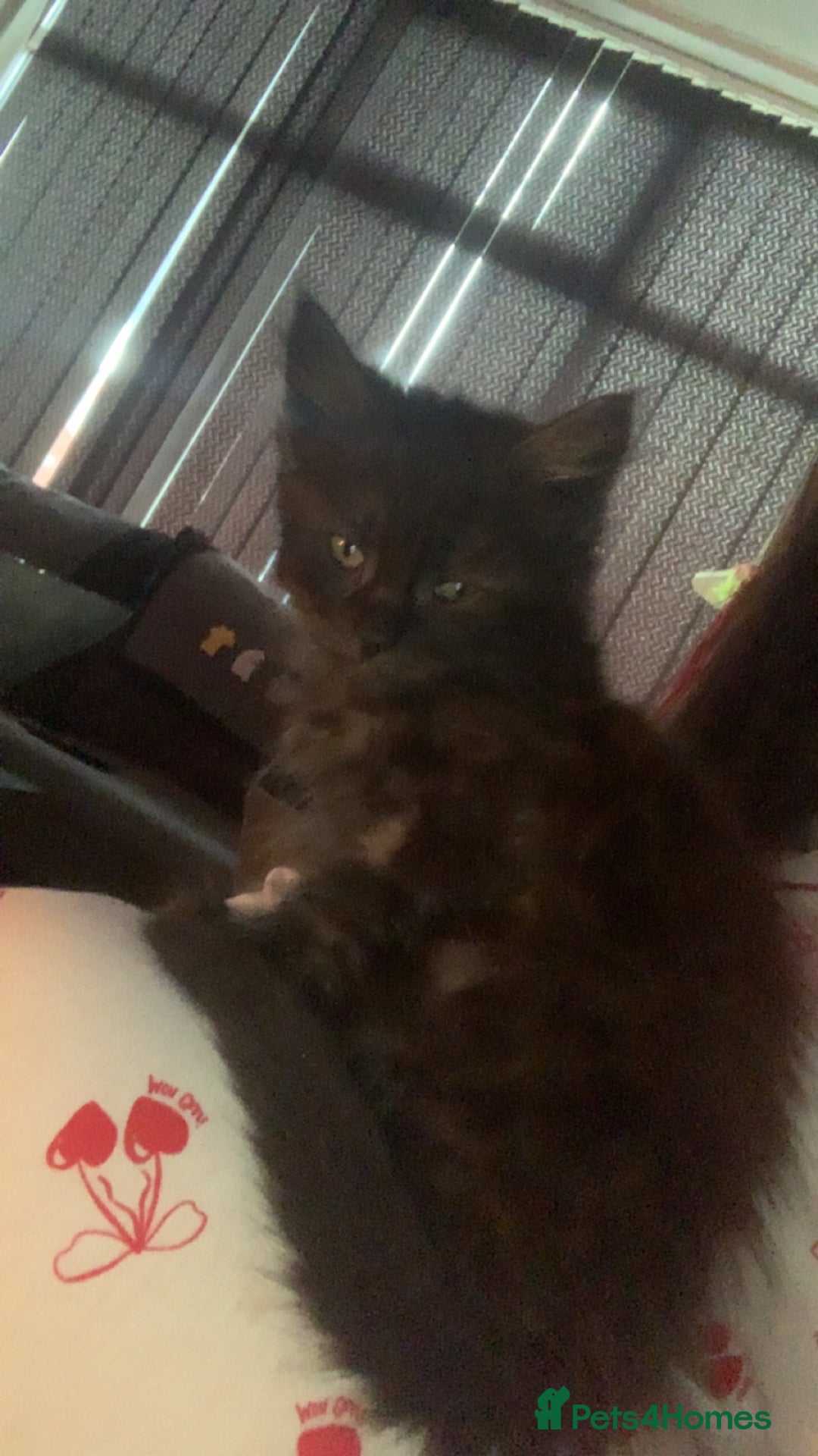 Maine Coon cats for sale: Male Maine coon for sale  - Advert 3