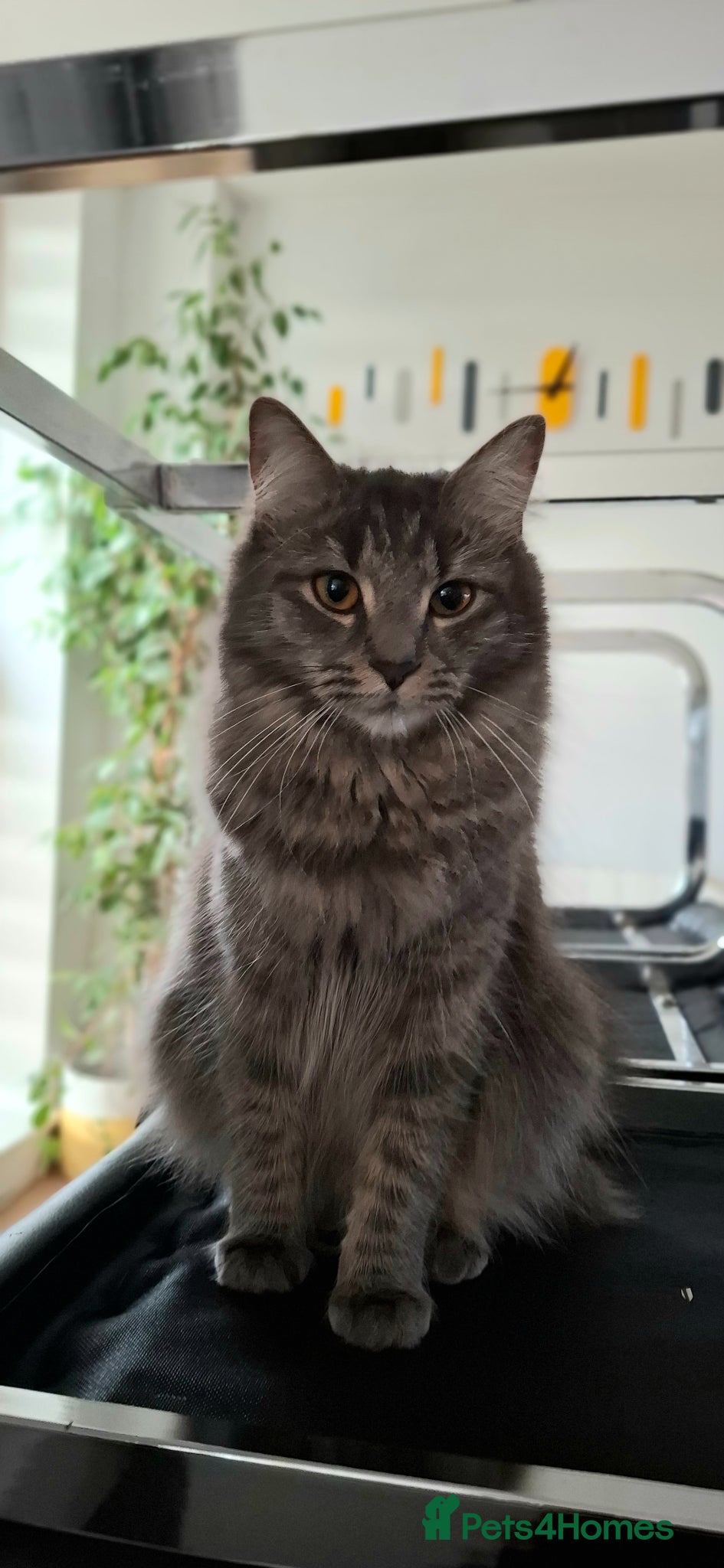 Ragdoll cats Ragdoll Cross Kittens - Advert 2