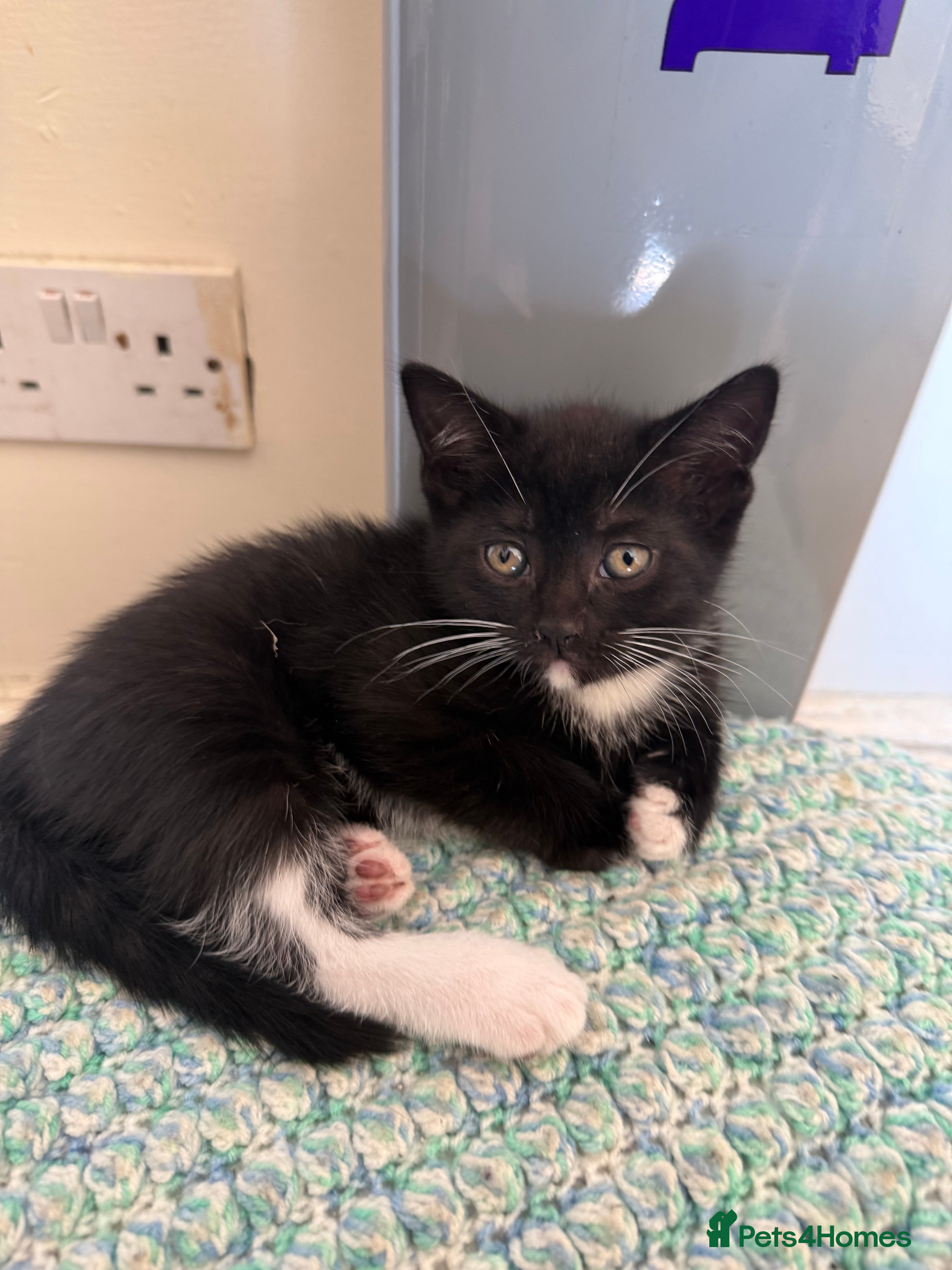 Mixed Breed Kitten 1