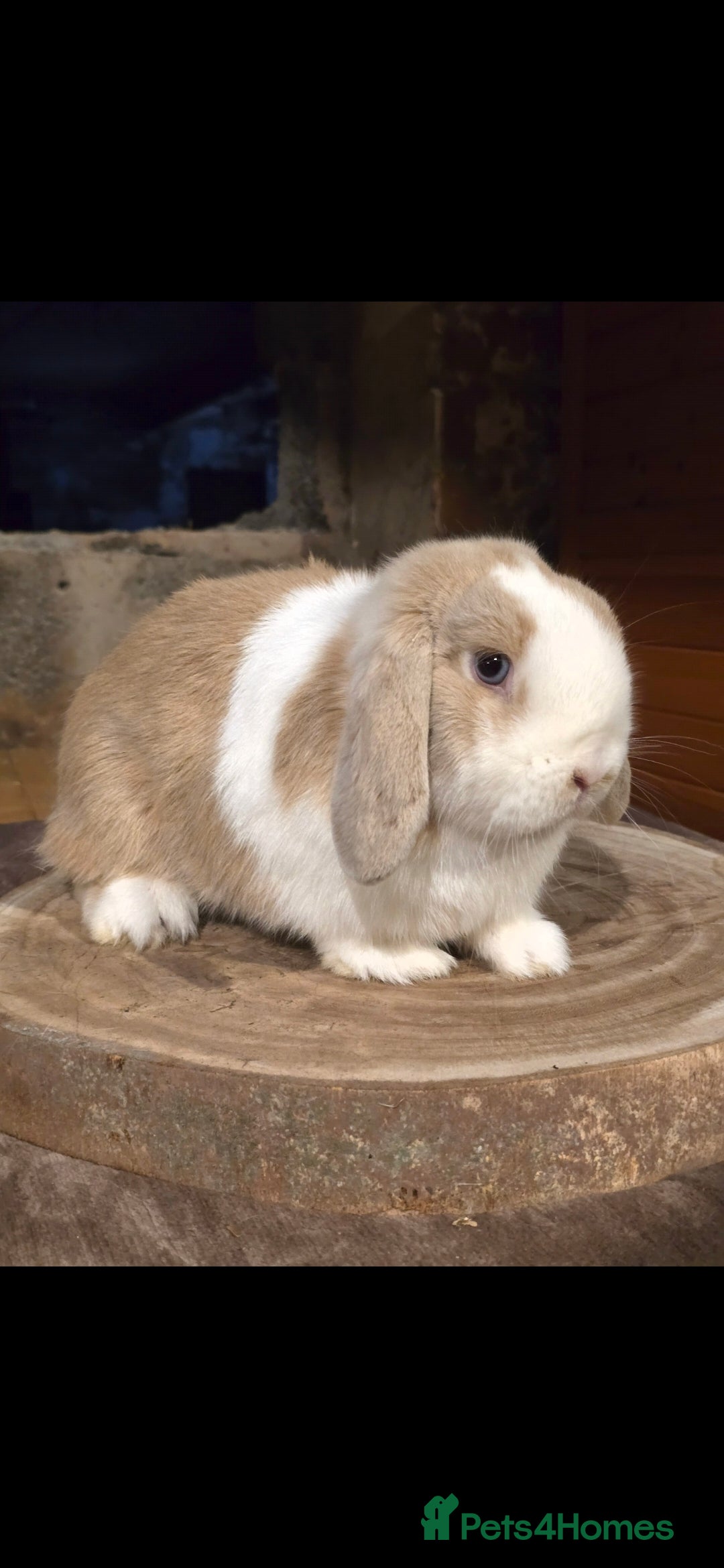 Mini Lop rabbits for sale: Fawn split , mini lop doe - Advert 3