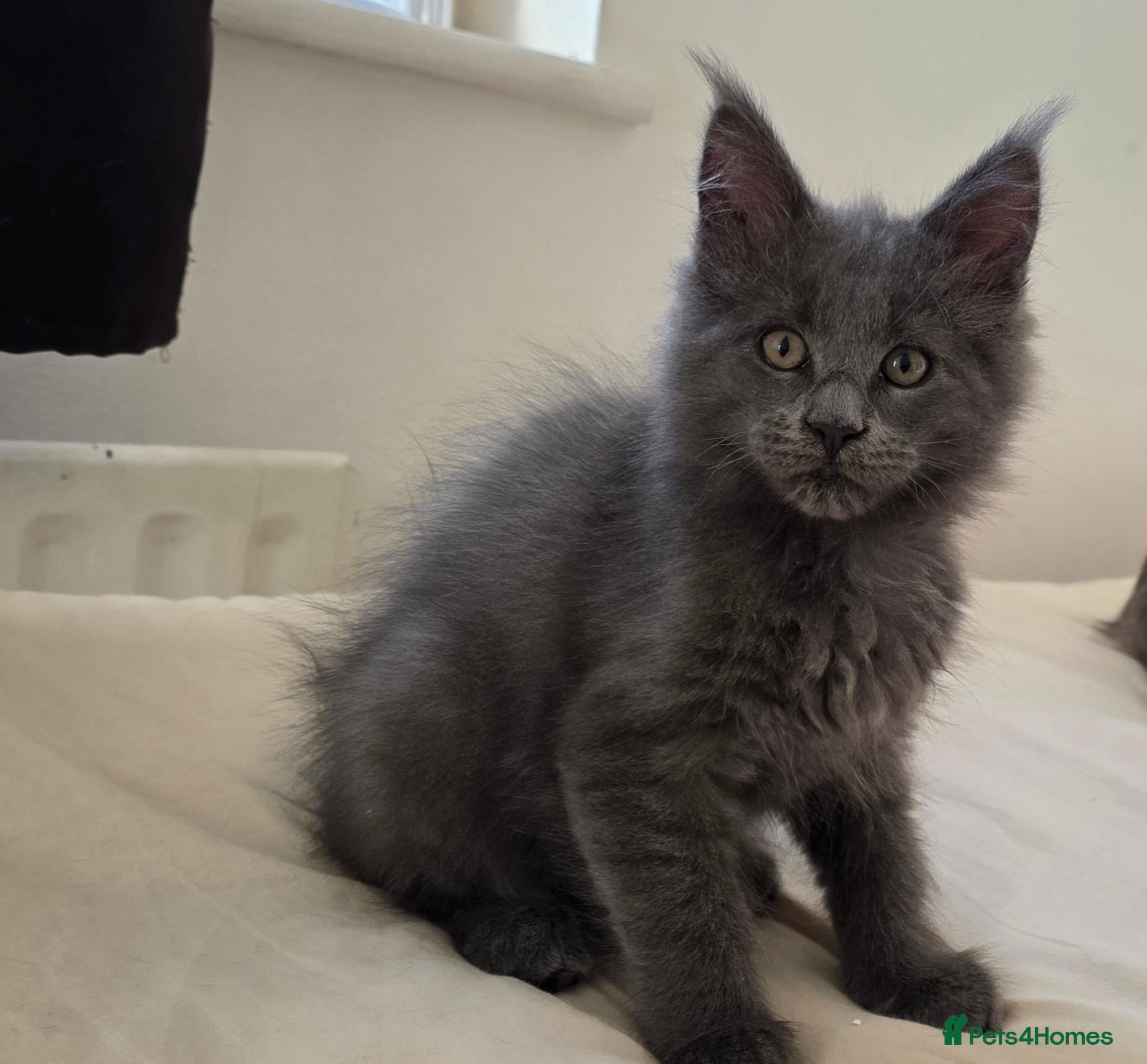 Maine Coon cats Maine coon kitten  - Advert 3