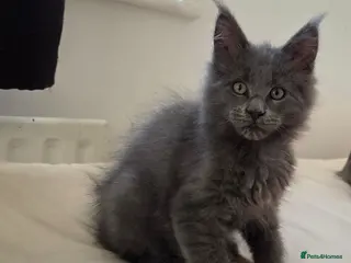 Maine Coon cats Maine coon kitten - Advert 3